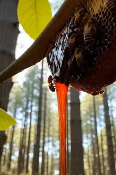 Kashmiri Forest Black Honey